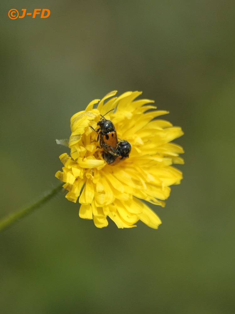 Chrysomelidae: Cryptocephalus aff. rugicollis